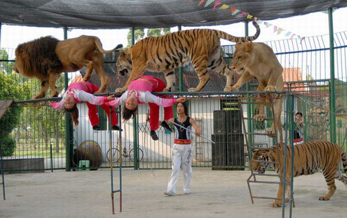 雜技節(jié)目，馬戲團(tuán)節(jié)目，廣州活動(dòng)策劃公司，廣州演出公司