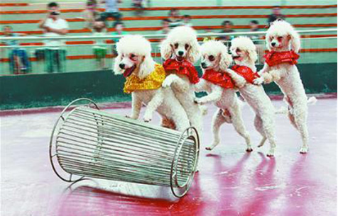 馬戲團  小狗滾筒(圖1)