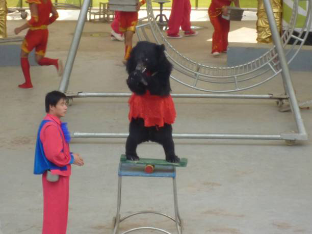 雜技節(jié)目，馬戲團(tuán)節(jié)目，廣州活動(dòng)策劃公司，廣州演出公司